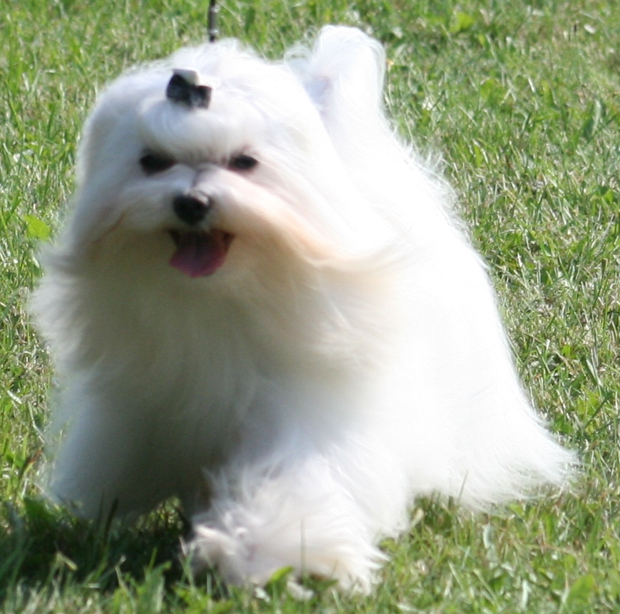 gucci mouv